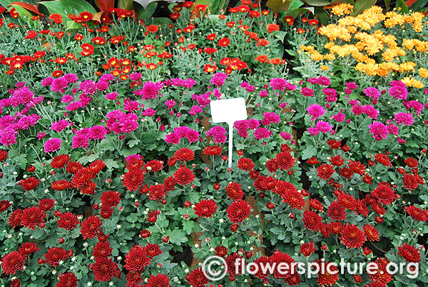 Chrysanthemum pot mums display