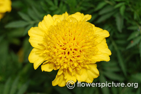 Cresta yellow french marigold