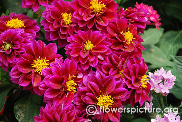 Dahlia hortensis