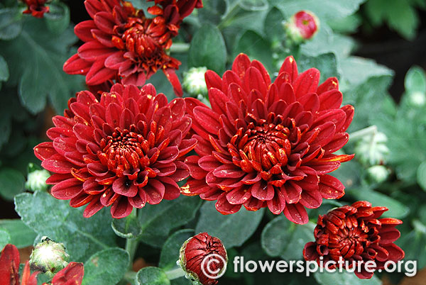 Dark red chrysanthemum