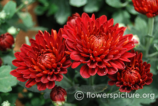 Dark red garden mum