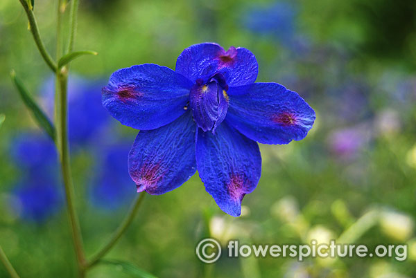 Delphinium blue butterfly