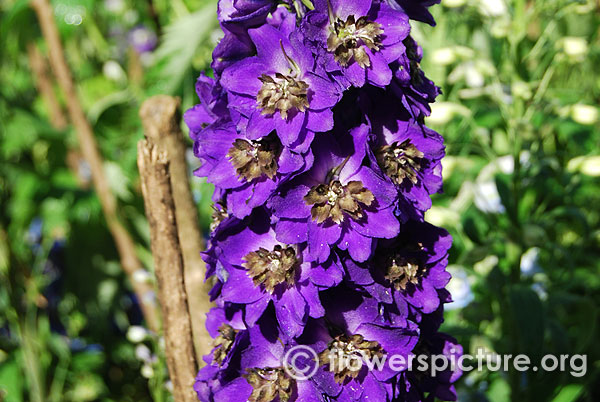 Delphinium magic fountain dark blue dark bee