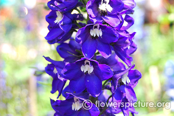 Delphinium magic fountain dark blue white bee