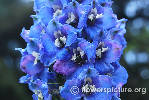 Delphinium magic fountain sky blue black bee