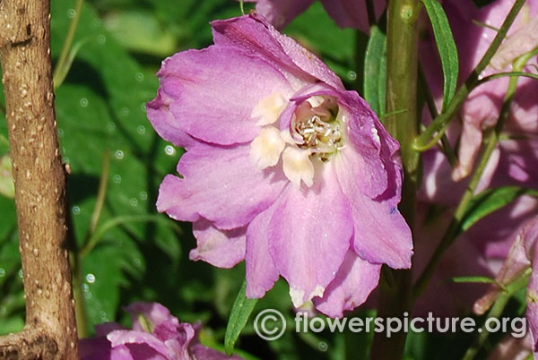 Delphinium pink punch