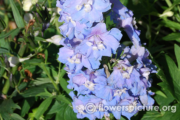 Delphinium summer skies