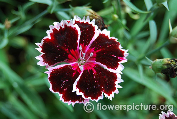 Dianthus black and white minstrels