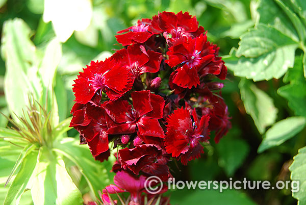 Dianthus black cherry