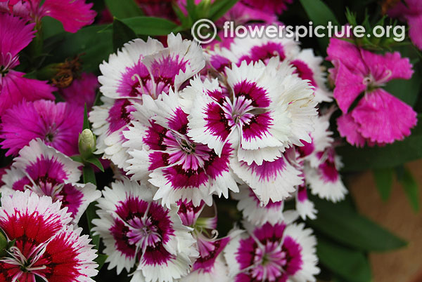 Dianthus brilliant star