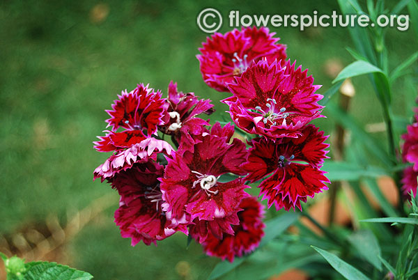 Dianthus eastern star