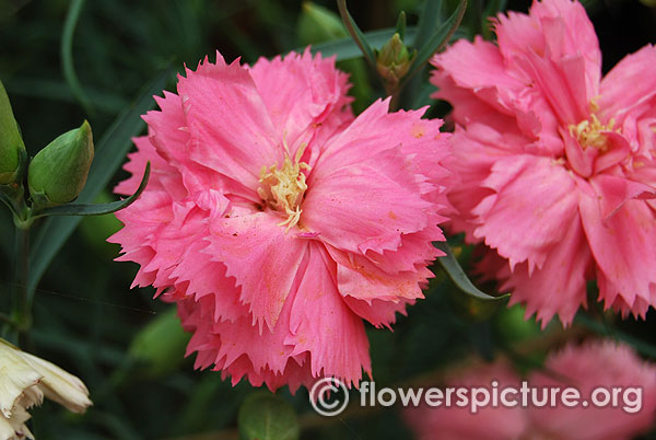 Dianthus rosebud