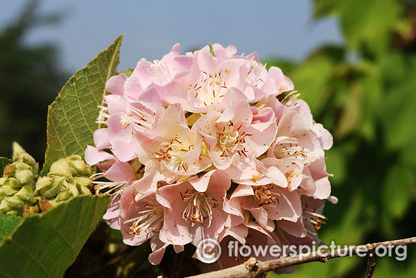 Dombeya wallichii