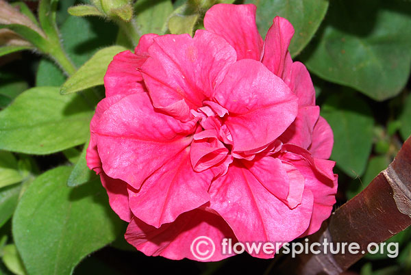 Double cascade pink hybrid petunia flower