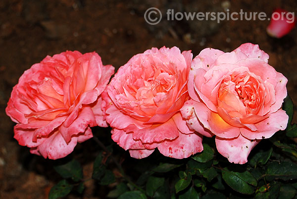 Duchess of cornwall rose