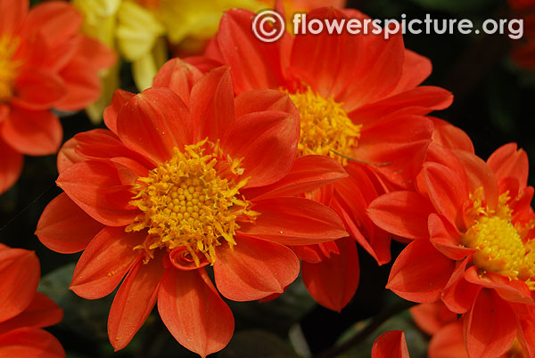 Dwarf orange dahlia