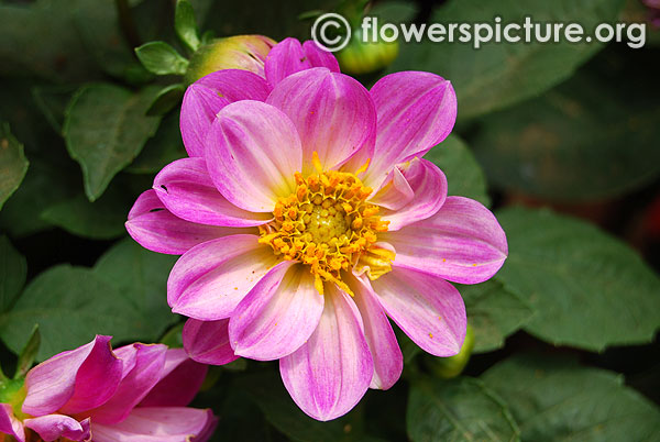 Dwarf pink dahlia