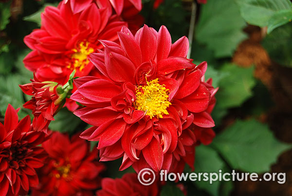 Dwarf red dahlia