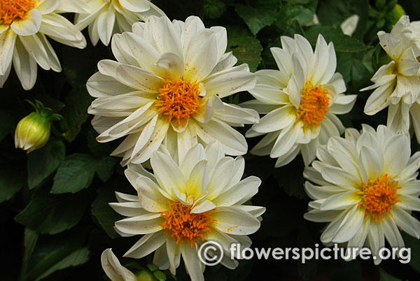 Dwarf white dahlia