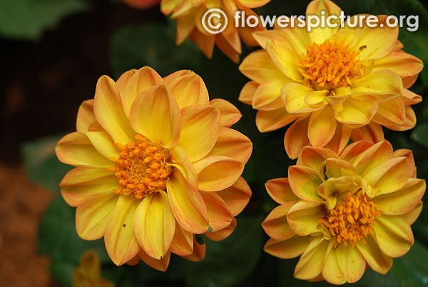 Dwarf yellow dahlia