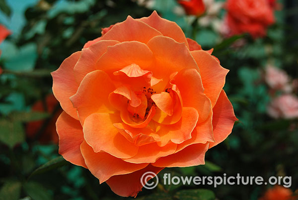 Fellowship rose