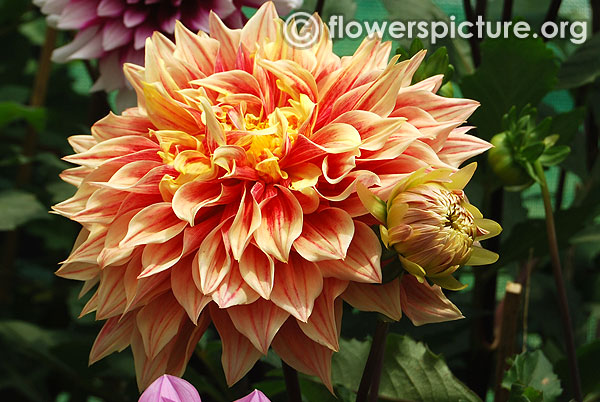 Flamethrower dahlia