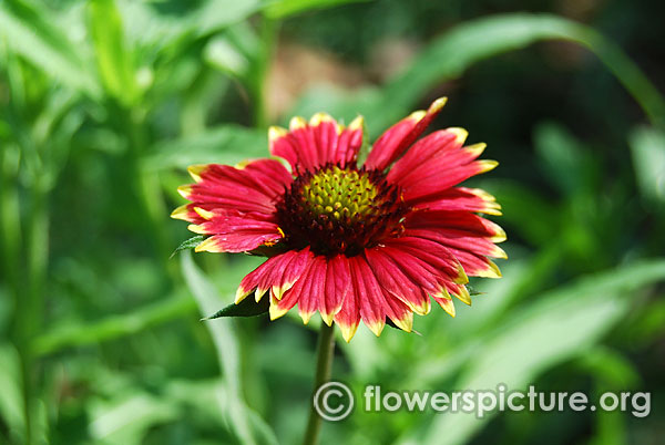 Gaillardia aristata