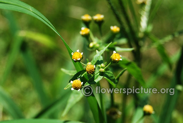 Galinsoga parviflora