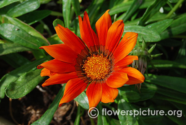 Gazania big kiss orange flame