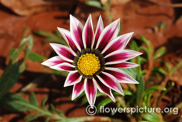 Gazania big kiss white flame