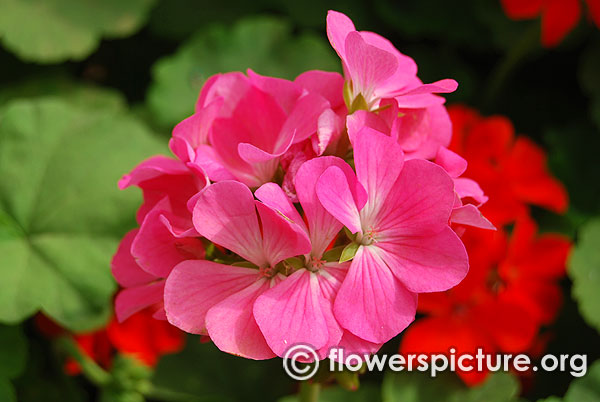 Geranium nano pink