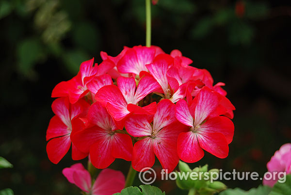 Geranium ringo scarlet star