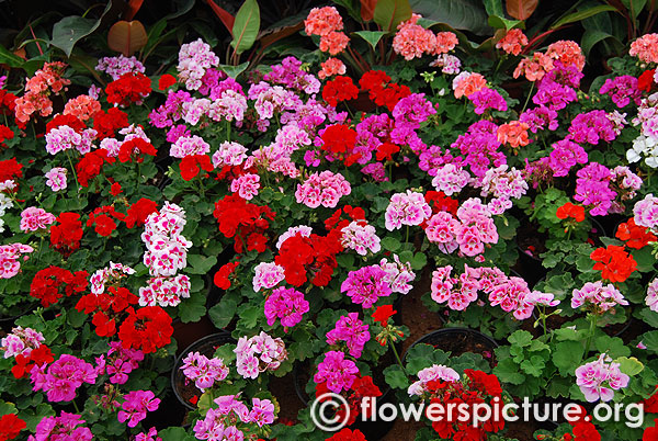 Geranium varieties