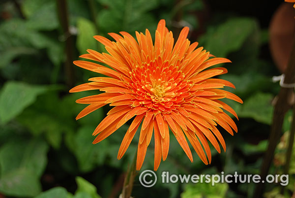 Gerbera spider daisy