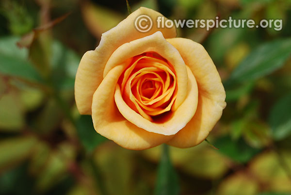 Coral treasure rose miniature variety