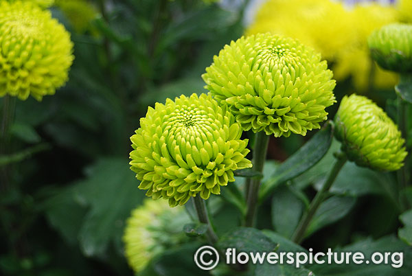 Green button chrysanthemum lalbagh august 2016