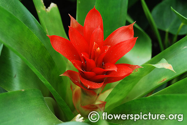 Guzmania lingulata minor