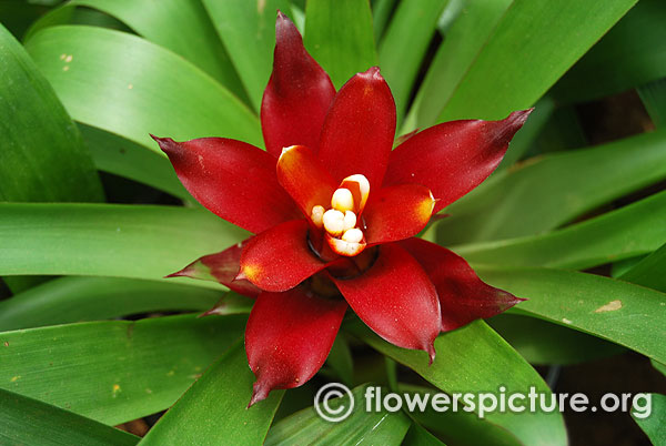 Guzmania lingulata