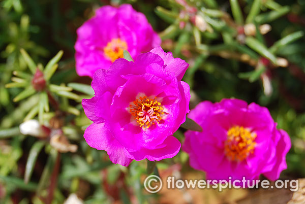 Happy hour fuchsia portulaca