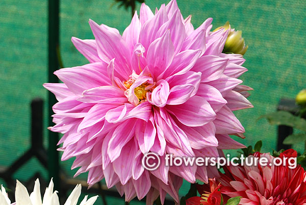 Hollyhill big pink dahlia