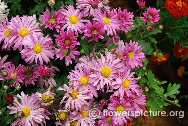 Lavender garden mum