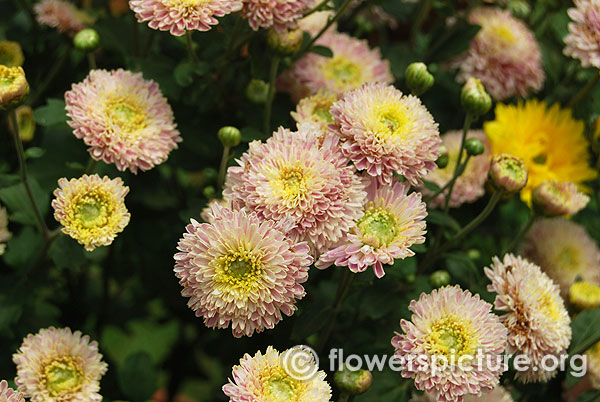 Lavender yellow chrysanthemum