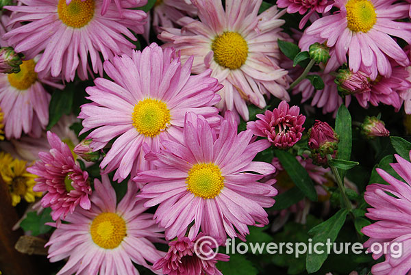 Light purple chrysanthemum