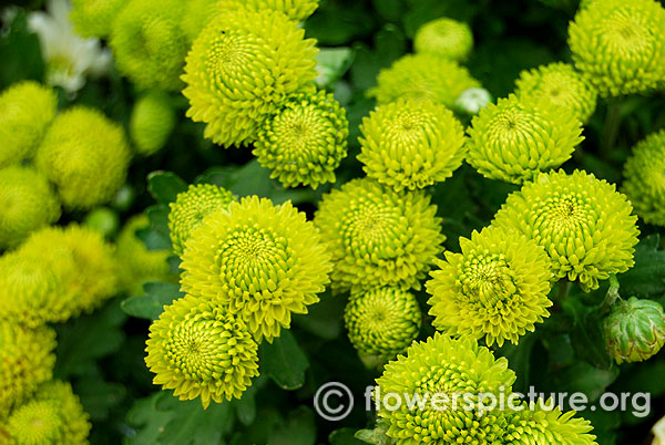 Lime green chrysanthemum