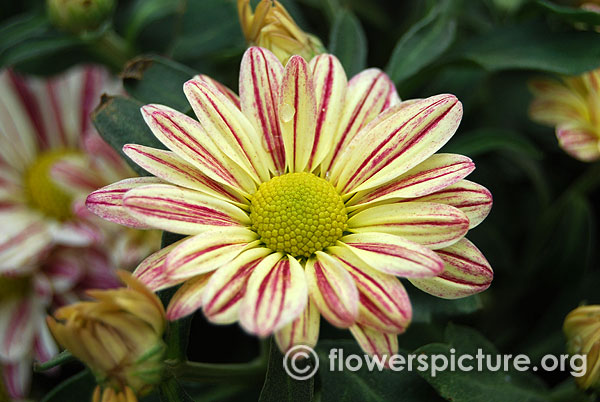 Lime yellow purple bicolor garden mums