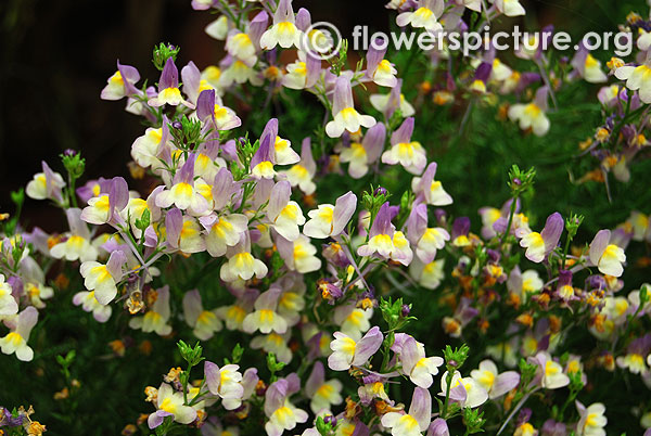 Linaria maroccana