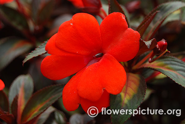 New guinea impatiens divine orange with bronze leaf