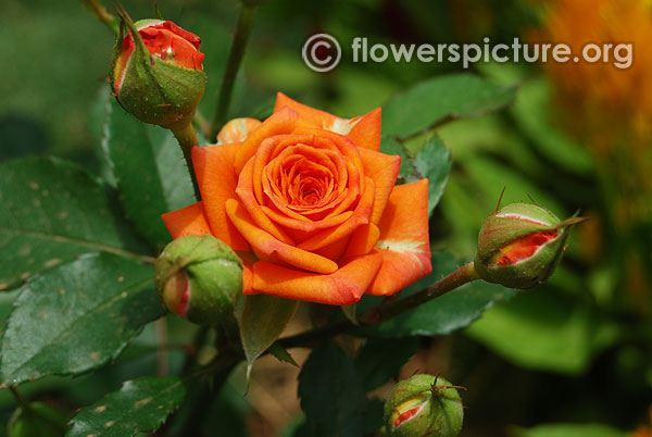 Coral treasure rose miniature variety