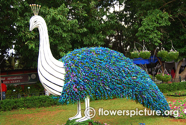 Orchid flower peacock