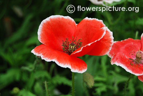 Papaver rhoeas red and white bicolour petals